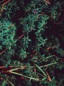 Preview wallpaper grass, leaves, macro, plant, blur, vegetation