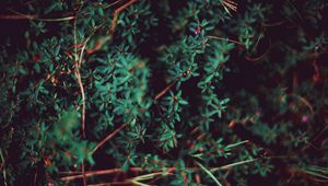 Preview wallpaper grass, leaves, macro, plant, blur, vegetation