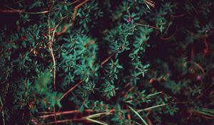 Preview wallpaper grass, leaves, macro, plant, blur, vegetation