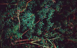 Preview wallpaper grass, leaves, macro, plant, blur, vegetation
