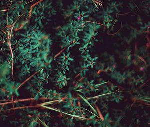 Preview wallpaper grass, leaves, macro, plant, blur, vegetation