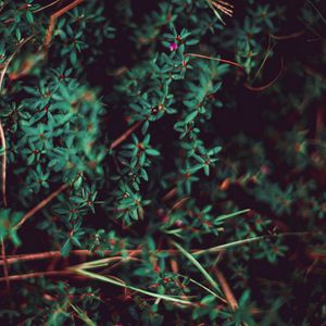 Preview wallpaper grass, leaves, macro, plant, blur, vegetation