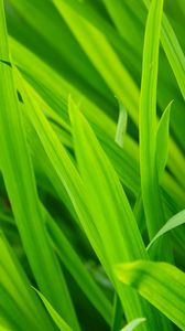 Preview wallpaper grass, leaves, macro, green