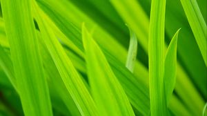 Preview wallpaper grass, leaves, macro, green