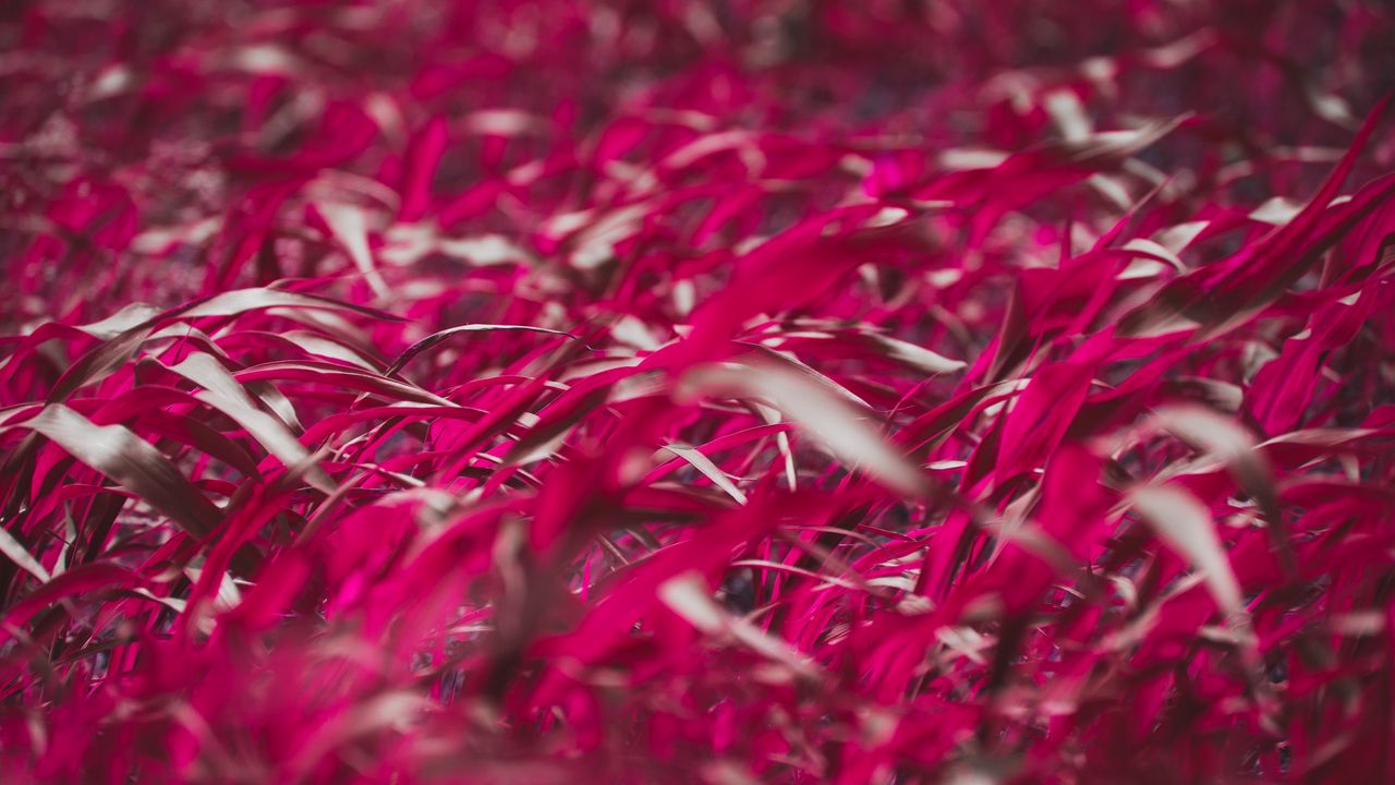 Wallpaper grass, leaves, pink, plant, macro