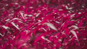 Preview wallpaper grass, leaves, pink, plant, macro