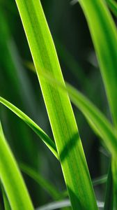 Preview wallpaper grass, leaves, plant, green, macro