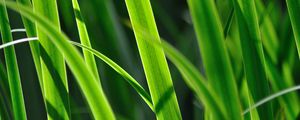 Preview wallpaper grass, leaves, plant, green, macro