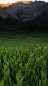 Preview wallpaper grass, leaves, plants, mountains