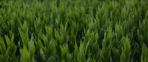 Preview wallpaper grass, leaves, plants, mountains