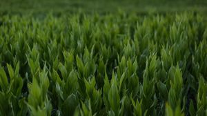 Preview wallpaper grass, leaves, plants, mountains