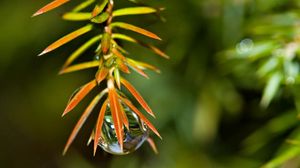 Preview wallpaper grass, leaves, plants, drop