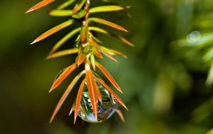 Preview wallpaper grass, leaves, plants, drop