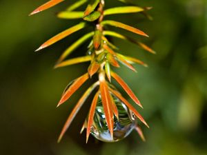 Preview wallpaper grass, leaves, plants, drop