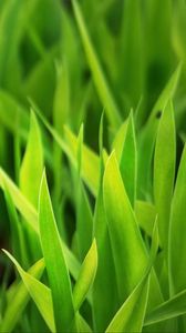 Preview wallpaper grass, leaves, plants, macro, green