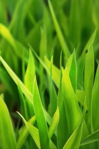 Preview wallpaper grass, leaves, plants, macro, green