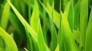 Preview wallpaper grass, leaves, plants, macro, green