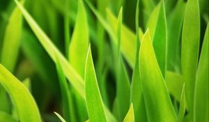 Preview wallpaper grass, leaves, plants, macro, green