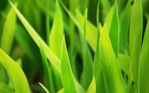 Preview wallpaper grass, leaves, plants, macro, green