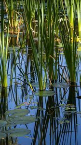 Preview wallpaper grass, leaves, reflection, pond, swamp