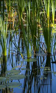 Preview wallpaper grass, leaves, reflection, pond, swamp