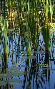 Preview wallpaper grass, leaves, reflection, pond, swamp