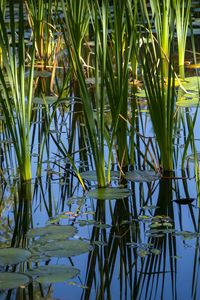 Preview wallpaper grass, leaves, reflection, pond, swamp