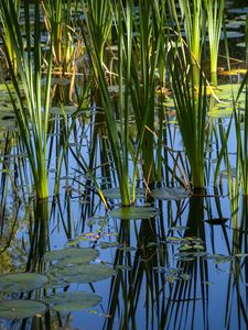 Preview wallpaper grass, leaves, reflection, pond, swamp