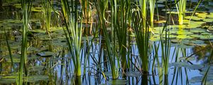 Preview wallpaper grass, leaves, reflection, pond, swamp