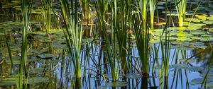 Preview wallpaper grass, leaves, reflection, pond, swamp