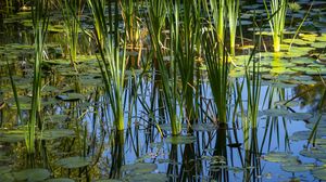 Preview wallpaper grass, leaves, reflection, pond, swamp