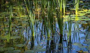 Preview wallpaper grass, leaves, reflection, pond, swamp