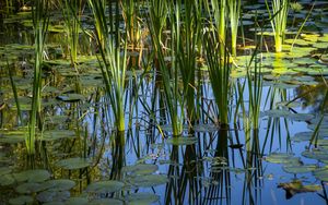 Preview wallpaper grass, leaves, reflection, pond, swamp