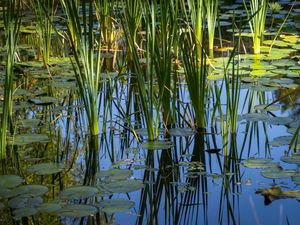 Preview wallpaper grass, leaves, reflection, pond, swamp