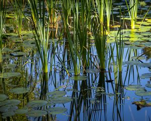 Preview wallpaper grass, leaves, reflection, pond, swamp