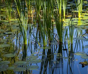 Preview wallpaper grass, leaves, reflection, pond, swamp