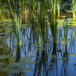 Preview wallpaper grass, leaves, reflection, pond, swamp