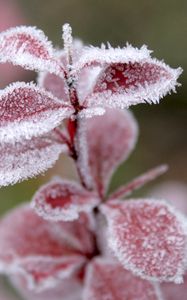 Preview wallpaper grass, leaves, snow, hoarfrost, winter, frost