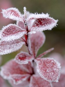 Preview wallpaper grass, leaves, snow, hoarfrost, winter, frost