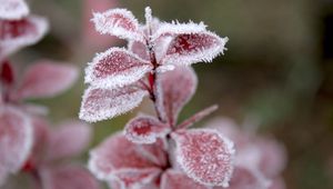 Preview wallpaper grass, leaves, snow, hoarfrost, winter, frost