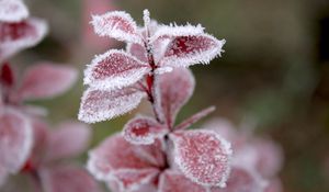 Preview wallpaper grass, leaves, snow, hoarfrost, winter, frost