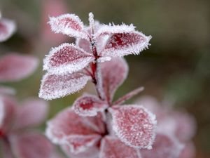 Preview wallpaper grass, leaves, snow, hoarfrost, winter, frost