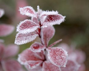 Preview wallpaper grass, leaves, snow, hoarfrost, winter, frost