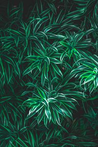 Preview wallpaper grass, leaves, striped, plant, vegetation