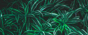 Preview wallpaper grass, leaves, striped, plant, vegetation