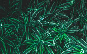 Preview wallpaper grass, leaves, striped, plant, vegetation