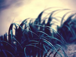 Preview wallpaper grass, leaves, wind, shadow