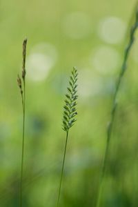 Preview wallpaper grass, light, background, blurred