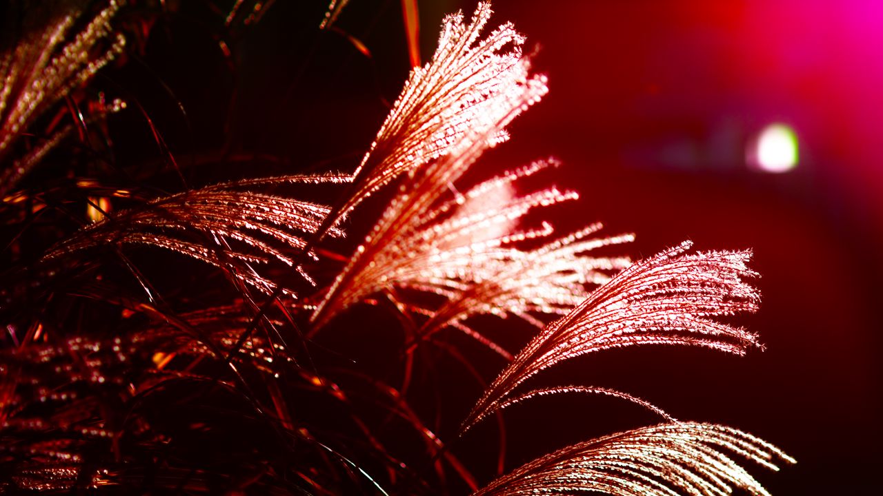 Wallpaper grass, light, blur, macro