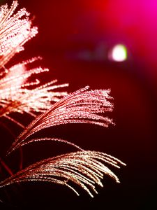 Preview wallpaper grass, light, blur, macro